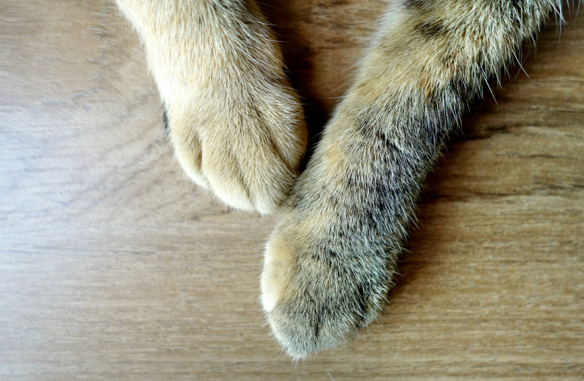 5 Ways to Shrink Your Cat's Carbon Pawprint