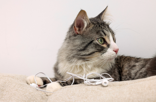 How to Stop Your Cat from Chewing Wires and Other Household Items