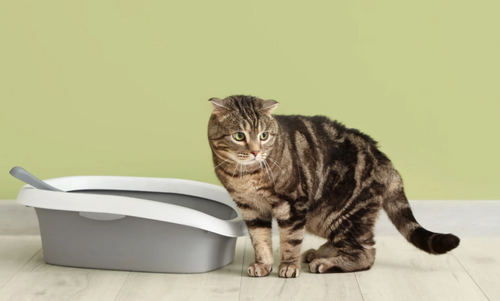 Why Cats Urinate Outside the Litter Box