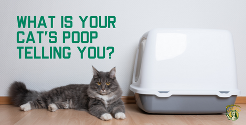 Cat Poop 101