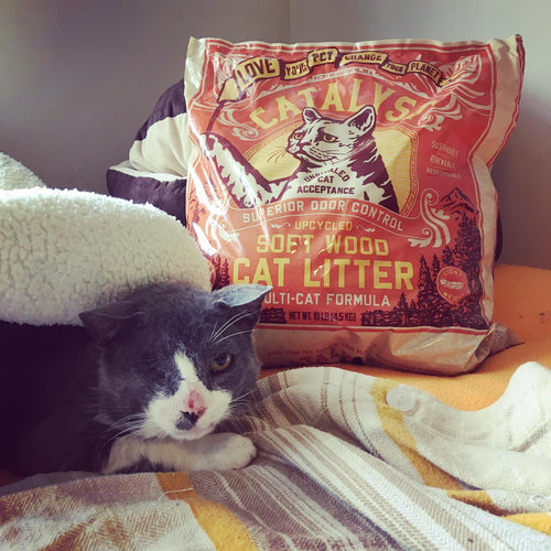 Chalky's Cat Crusade