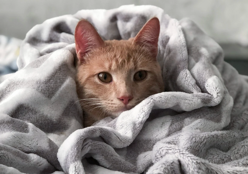 Keeping Your Feline Safe This Winter