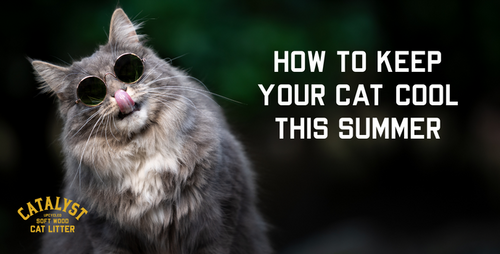 How to Keep Your Cat Safe and Cool this Summer