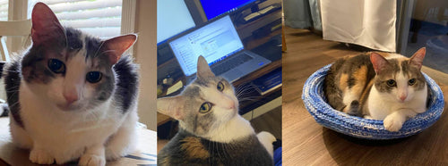 Get to Know Our Catalyst Pet Team: Jim Barsalou and his cat, Millie Kathryn