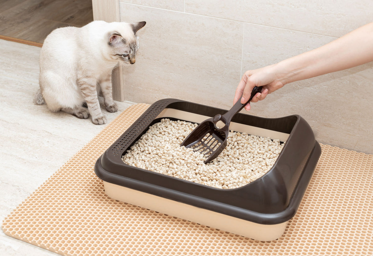 Why is Cat Litter so Expensive? Catalyst Pet