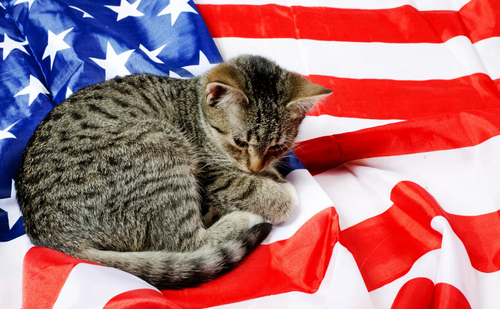 Keeping Your Cat Safe for the Fourth of July