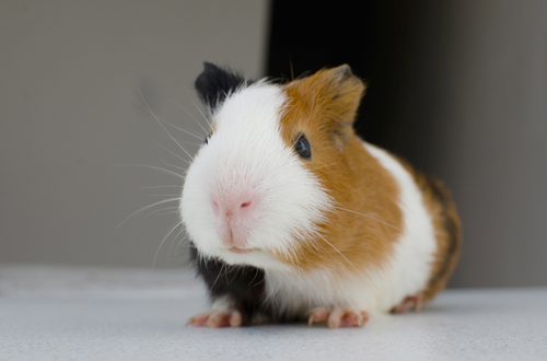 Which Type of Small Animal Bedding is Best for Your Guinea Pig?