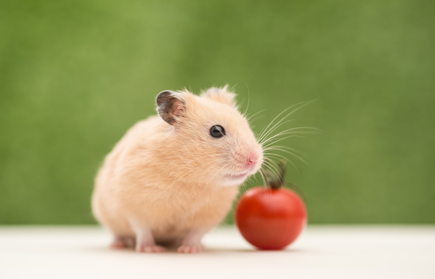 Which Type of Small Animal Bedding is Best for Your Hamster or Gerbil?