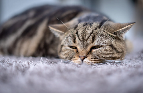 Is Something Wrong With Your Cat? Subtle Signs of Pain to Watch For
