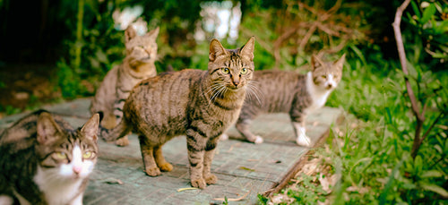 Why Trap-Neuter-Return is the Most Sustainable Option for Our Amazing Cat Communities
