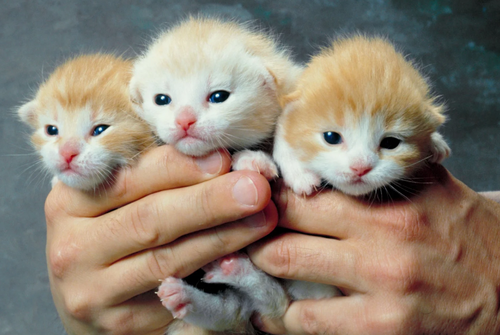 Kitten Season 101: What to Know and How to Help