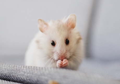 Which Type of Small Animal Bedding Is Best for Your Rat or Mice?
