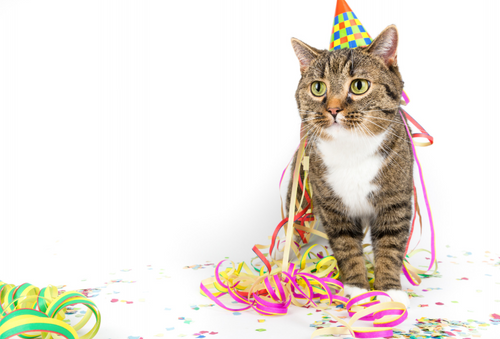 Start 2025 Right: Save Money, Stay Healthy, and Go Green with Catalyst Pet Litter