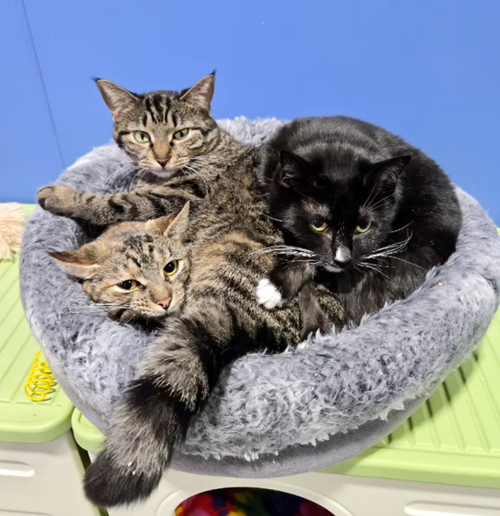 How Orphan Angels Cat Sanctuary Rebuilt Itself for Every Cat