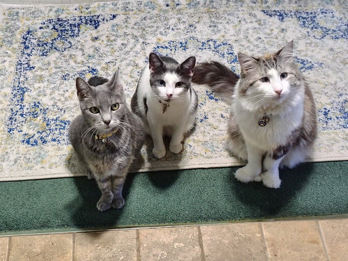 What vets usually look for in a cat litter, and which features matter most at home