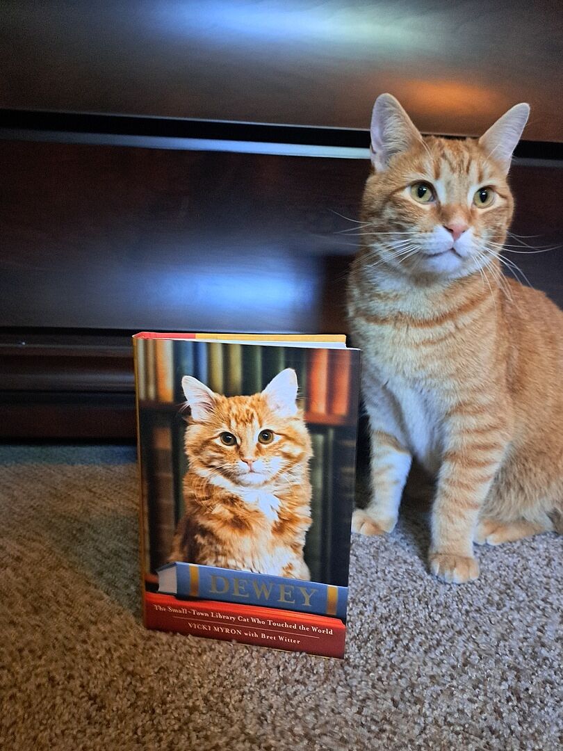 Catalyst Pet: Best Clumping Alternatives to Silica Dust