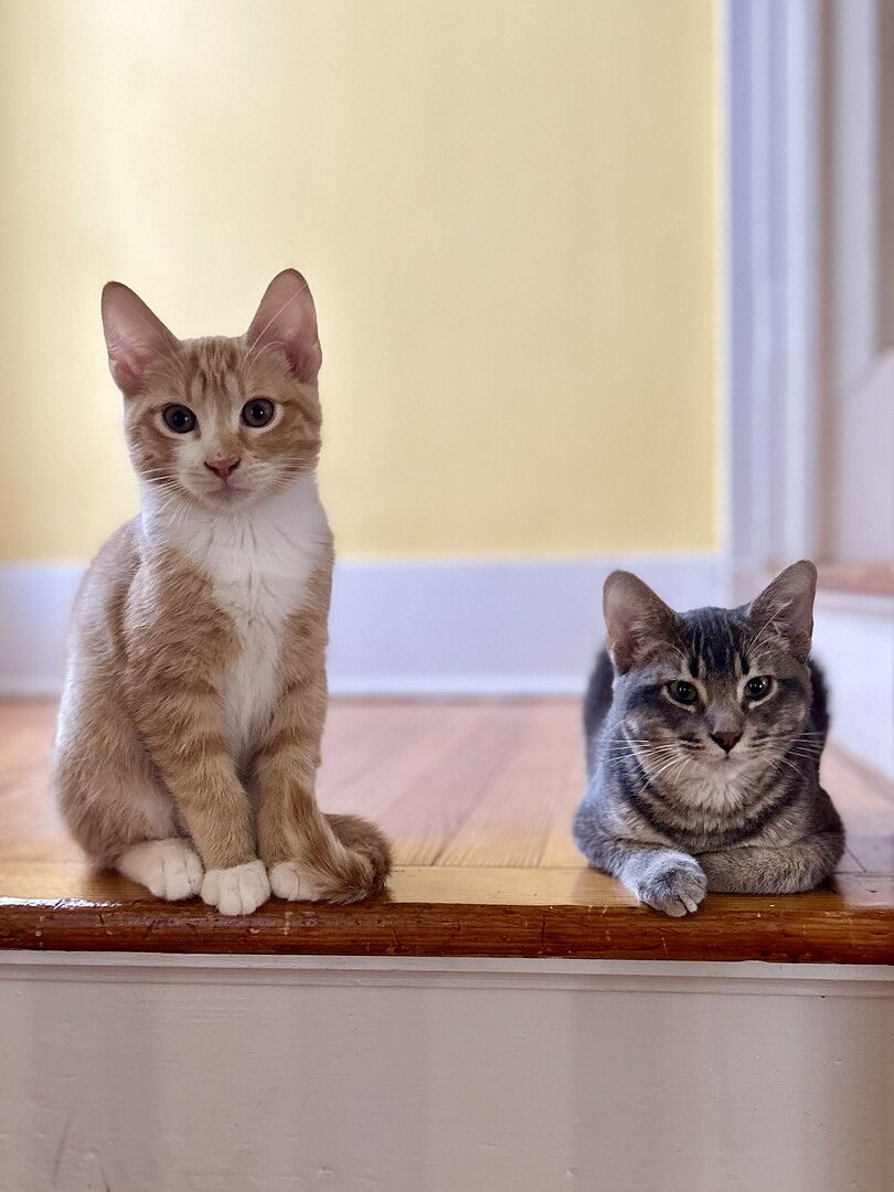 Clumping alternatives to silica dust: Catalyst Pet solutions