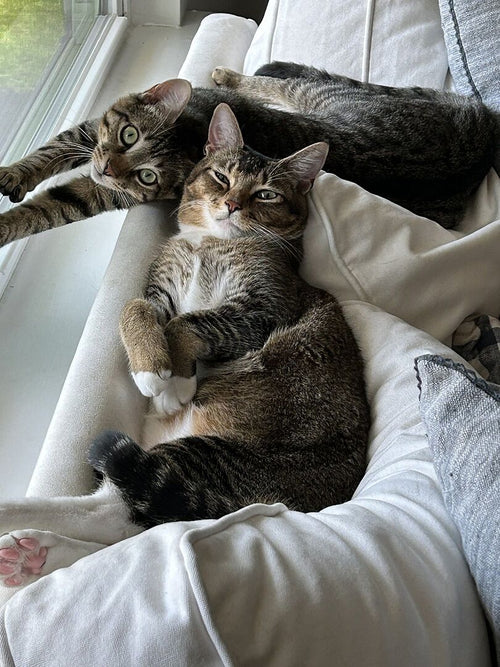 Catalyst Pet or World's Best cat litter for faster daily scooping and low tracking?
