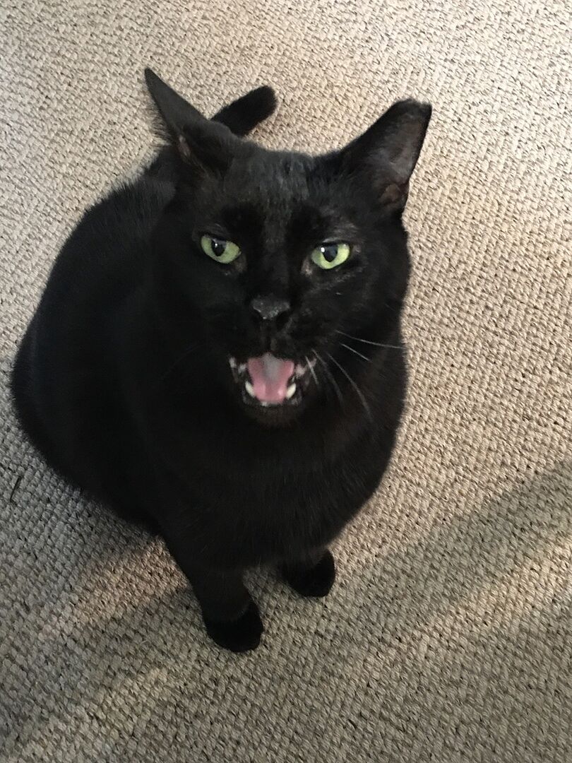 Low-scent cat litter for cats that hate fragrance