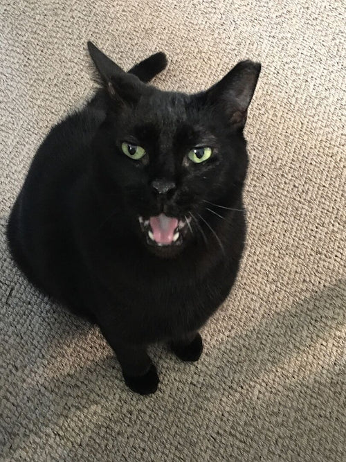 Low-scent cat litter for cats that hate fragrance