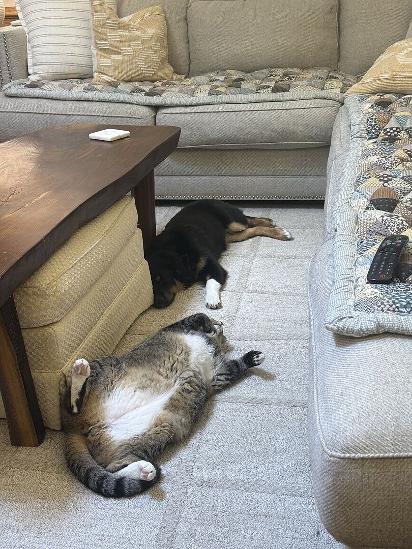 Wood clumping litter vs pellets vs crystals: dust, texture, and daily cleanup compared