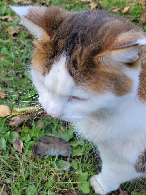 Catalyst Pet: Best Clumping Alternatives to Silica Dust