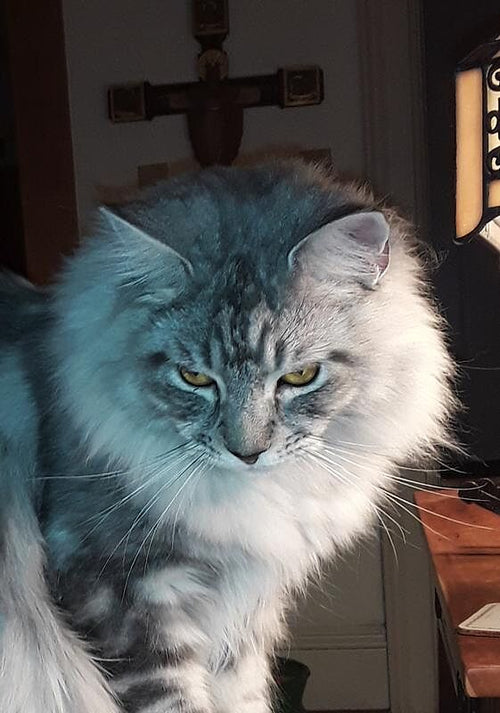What is the best cat litter overall? What actually matters at home