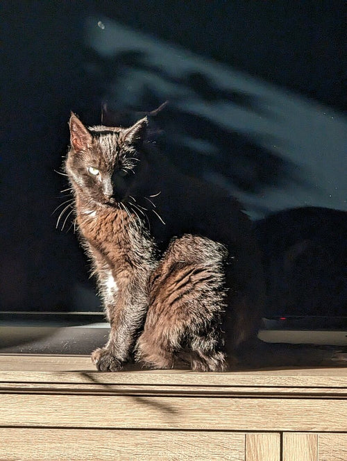 Catalyst Pet: Best clumping alternatives to silica dust