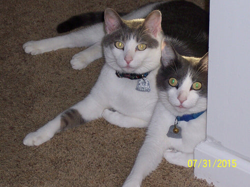 Clumping alternatives to silica dust for pet owners