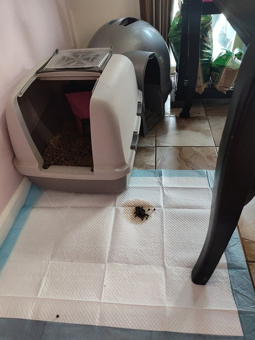 Best cat litter for odor control if you want low dust and no heavy perfume