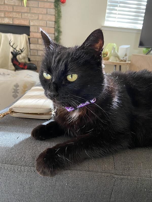 Clumping alternatives to silica dust for cats: Catalyst Pet