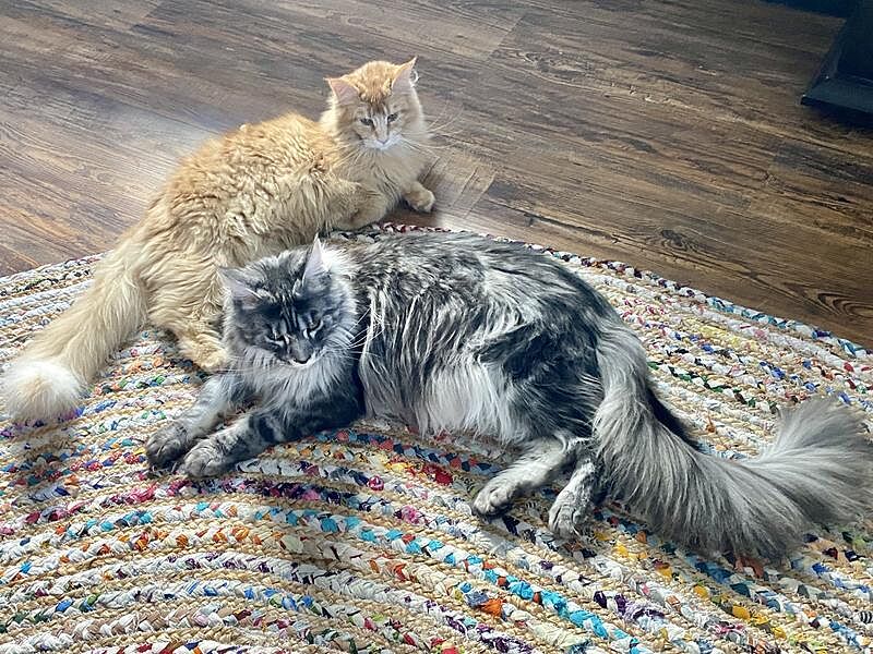 Clumping alternatives to silica dust from Catalyst Pet