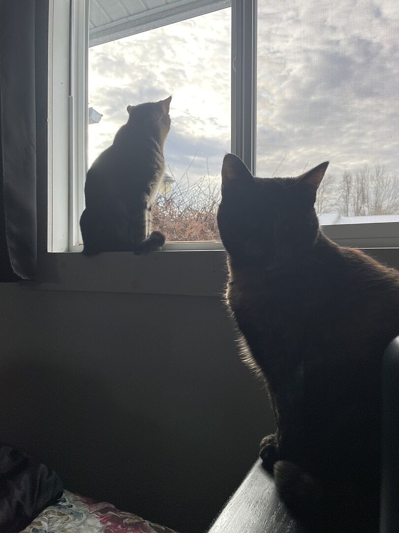 Lightweight cat litter that is easier to carry, pour, and store