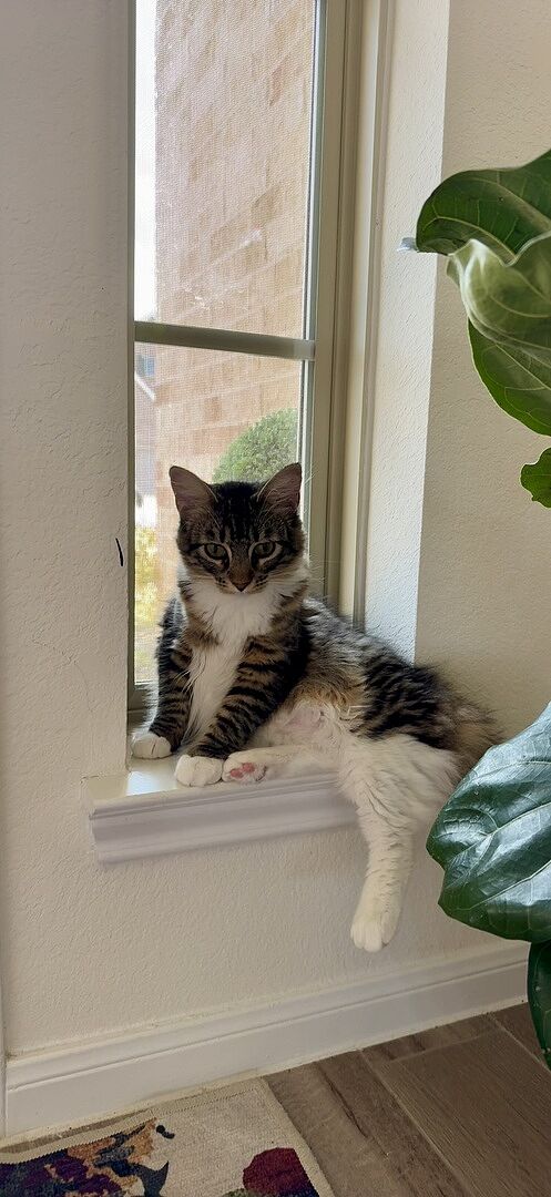 Unscented litter box FAQ for living rooms, studios, and odor without perfume