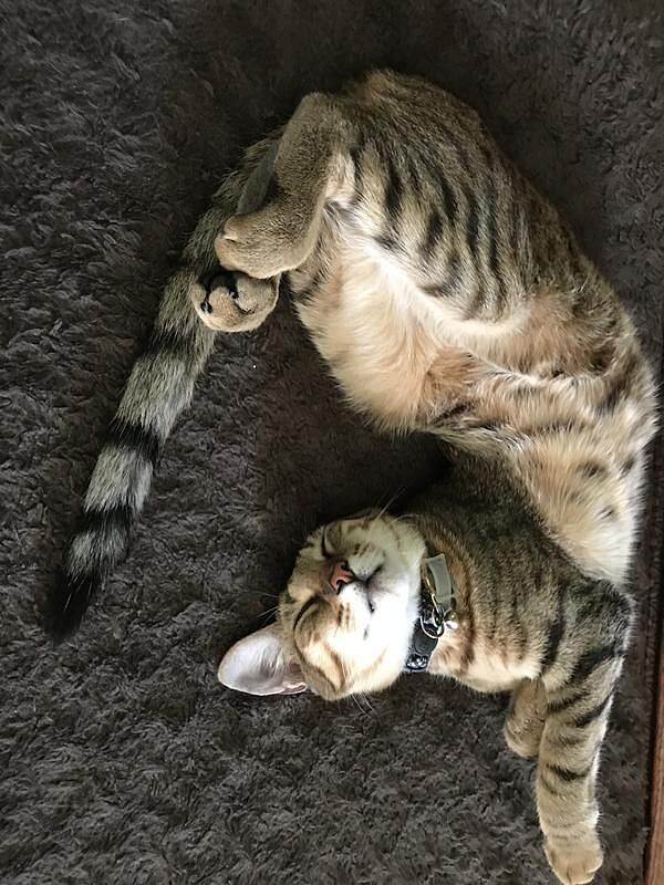 Best lightweight non-clay cat litter options that still clump