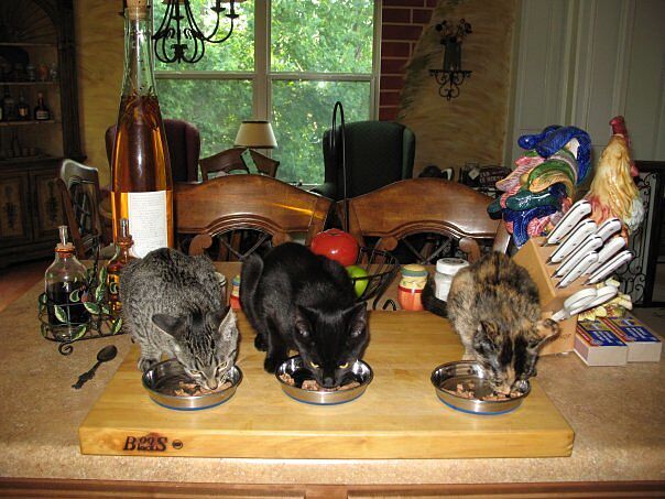 Catalyst Pet: Best clumping alternatives to silica dust