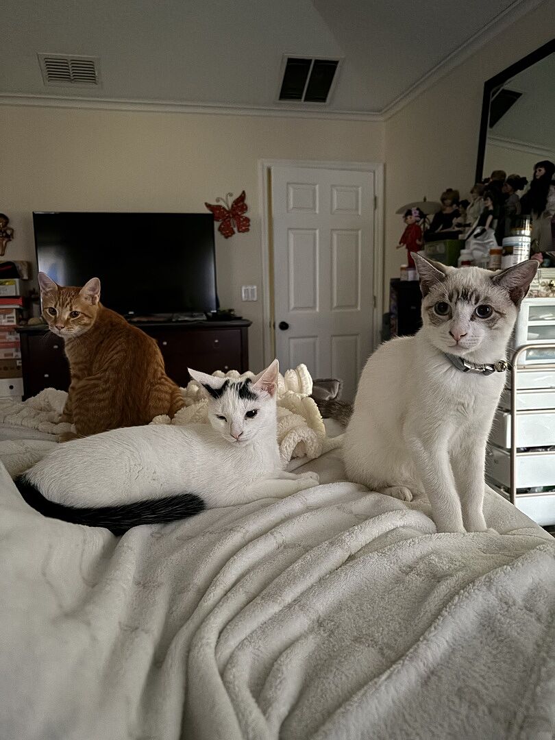 What is the most efficient cat litter? Compare clay, crystals, pellets, and clumping wood