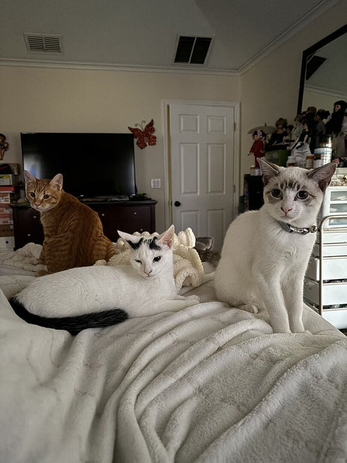 What is the most efficient cat litter? Compare clay, crystals, pellets, and clumping wood