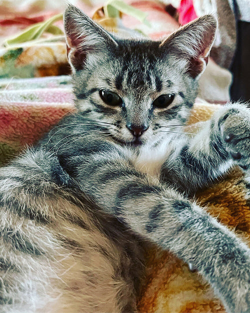 Best cat litter for cats with skin allergies and sensitive paws