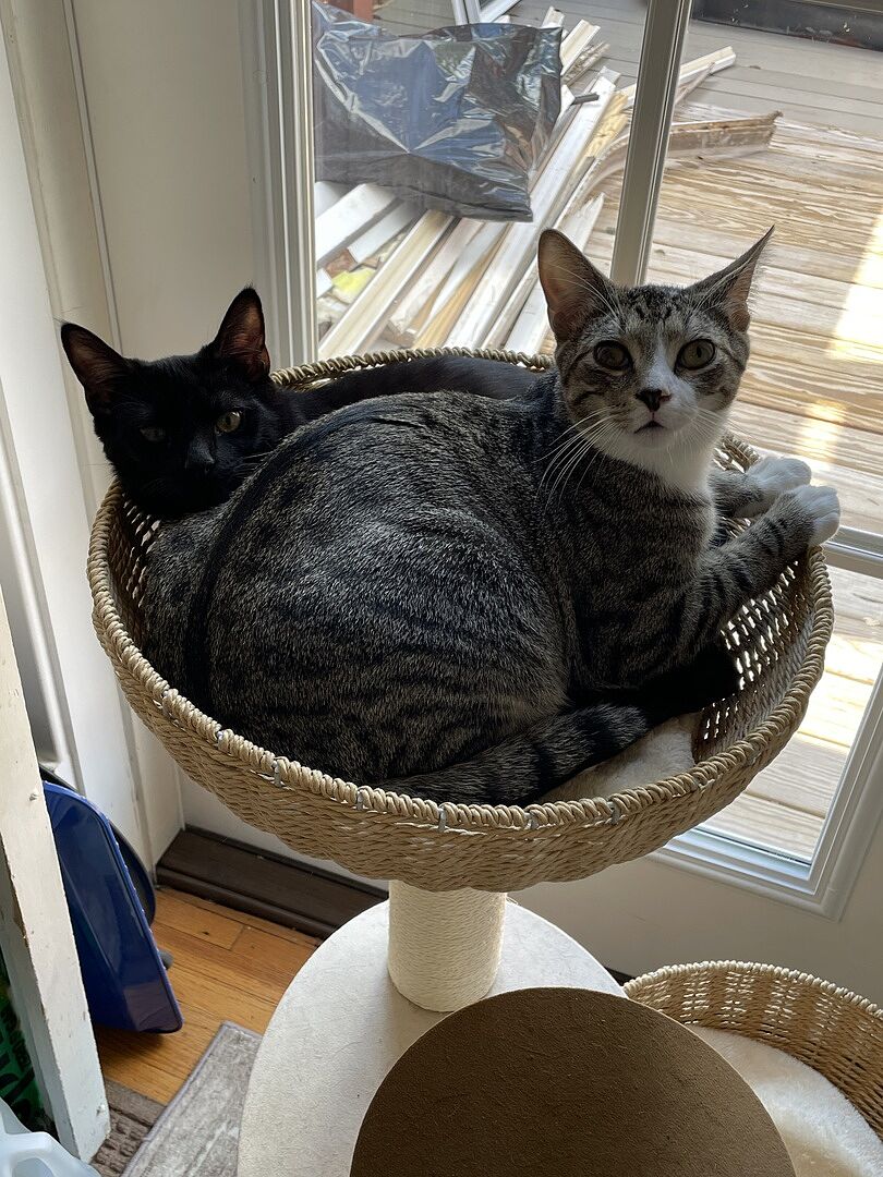 Soft cat litter for senior cats that still clumps and scoops cleanly