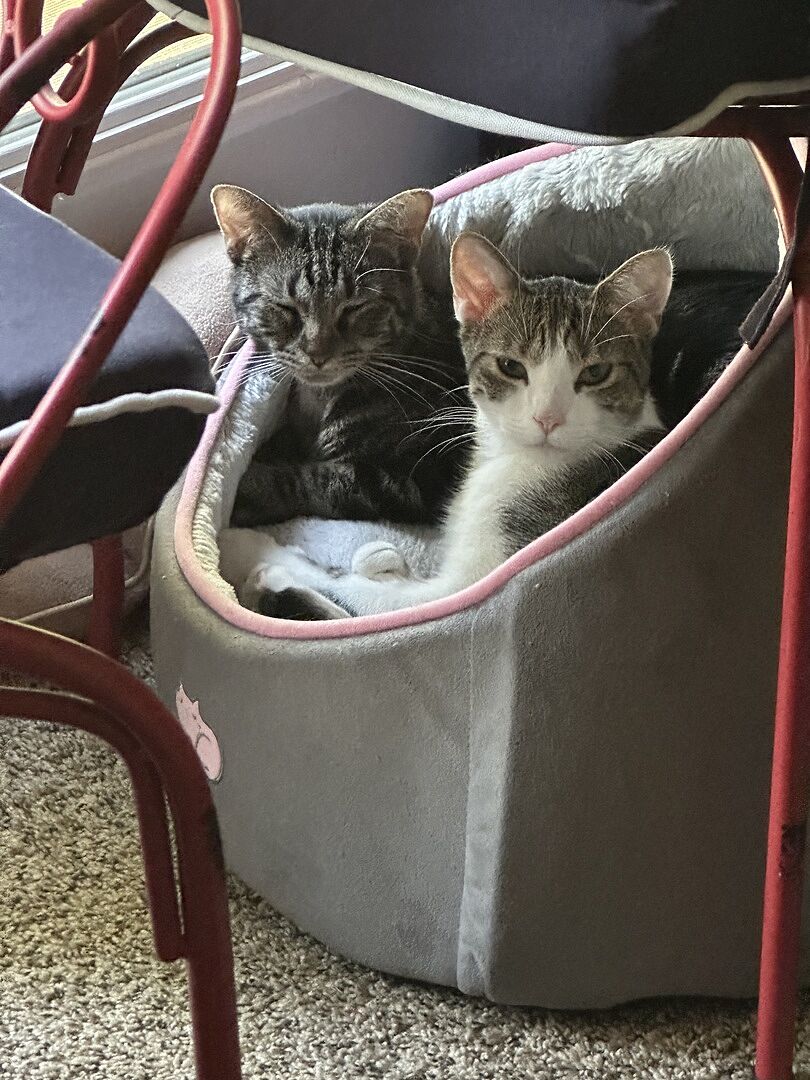 What is the cleanest cat litter for indoor air quality?