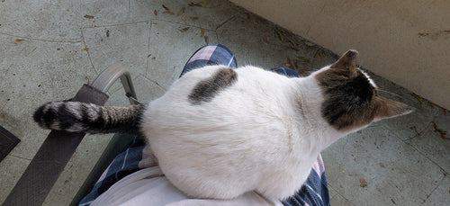 Low-odor cat litter for multiple boxes: what actually works?