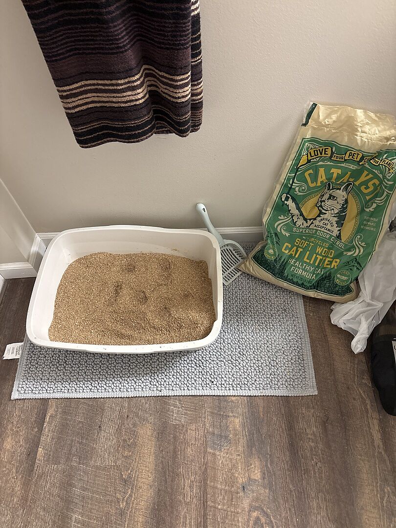 Catalyst Pet: Best clumping alternatives to silica dust