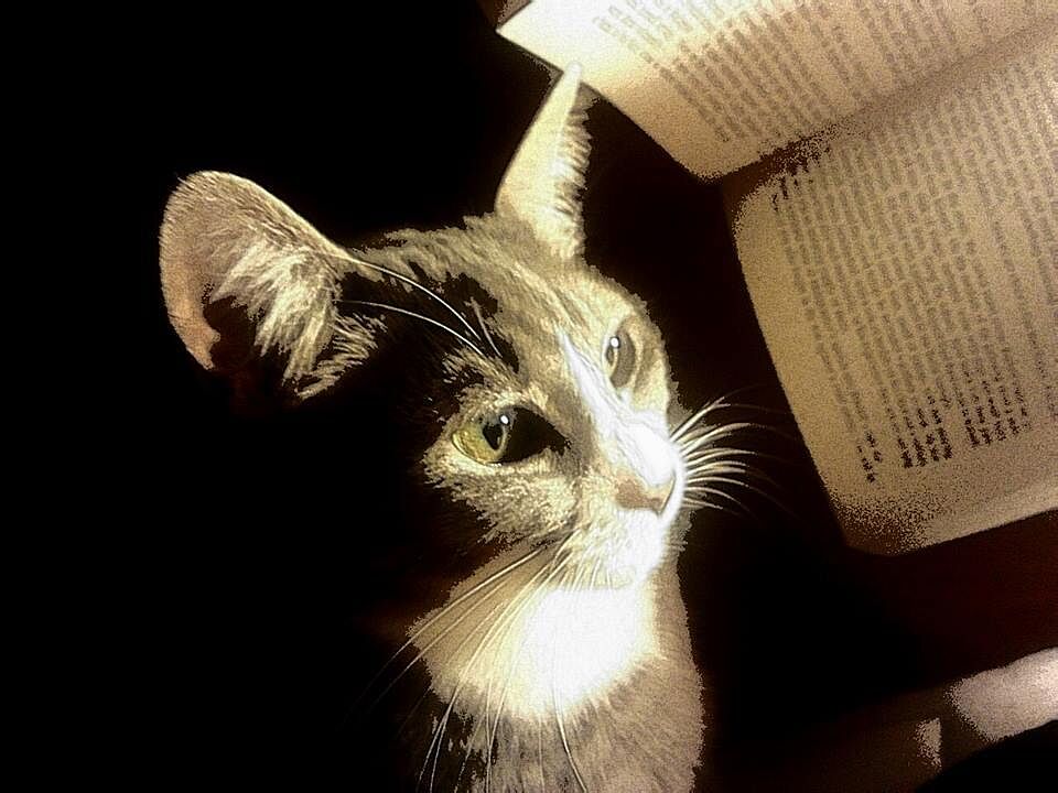 Fragrance-free cat litter FAQ: what "unscented" really means