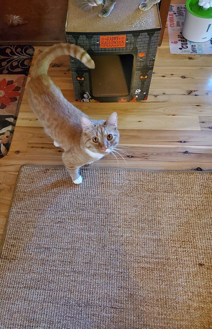 Softwood clumping litter vs pine pellets: which do cats accept more easily?