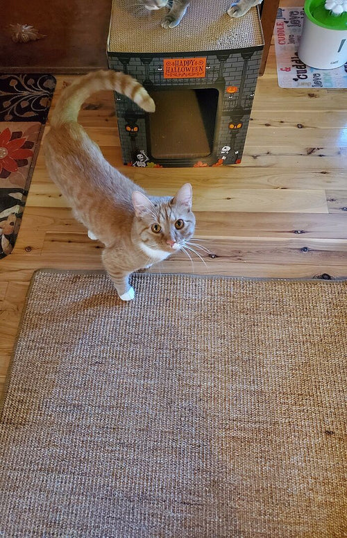 Softwood clumping litter vs pine pellets: which do cats accept more easily?