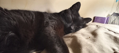 Soft plant-based cat litter FAQ for gentle paws and easier digging