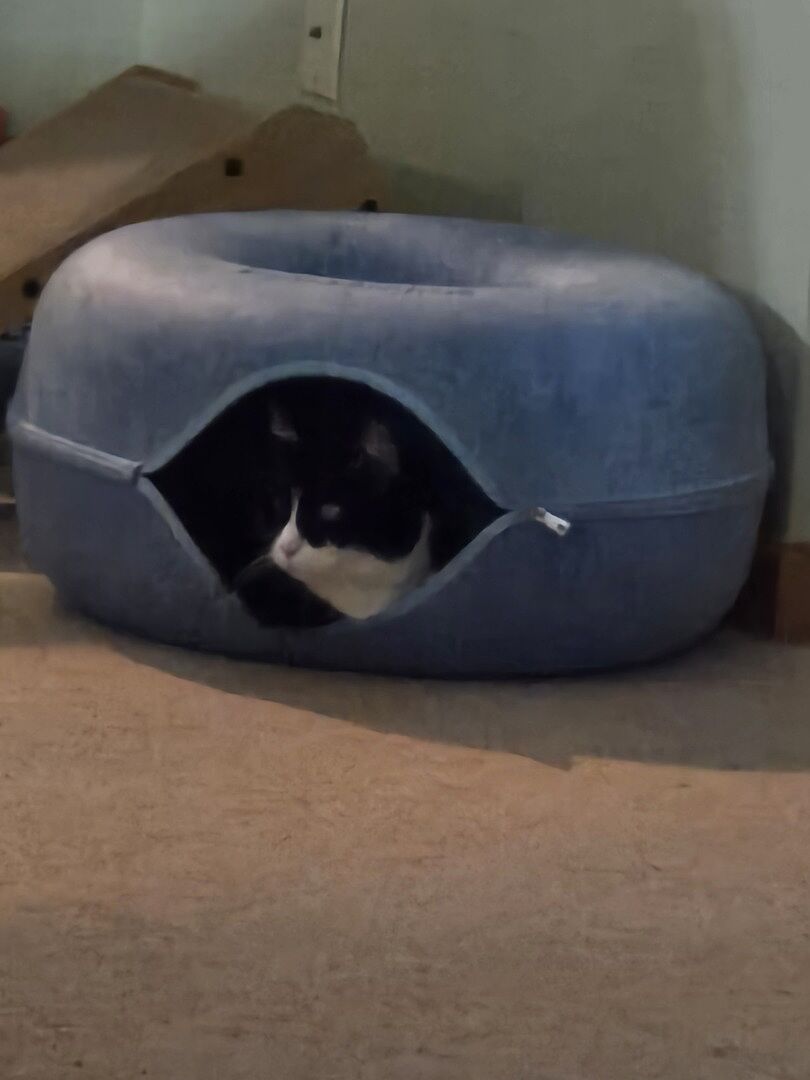 Best cat litter to buy at Walmart if you want less dust, less weight, and easier scooping