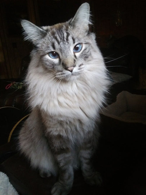 Soft cat litter FAQ for healing paws and post-surgery cats