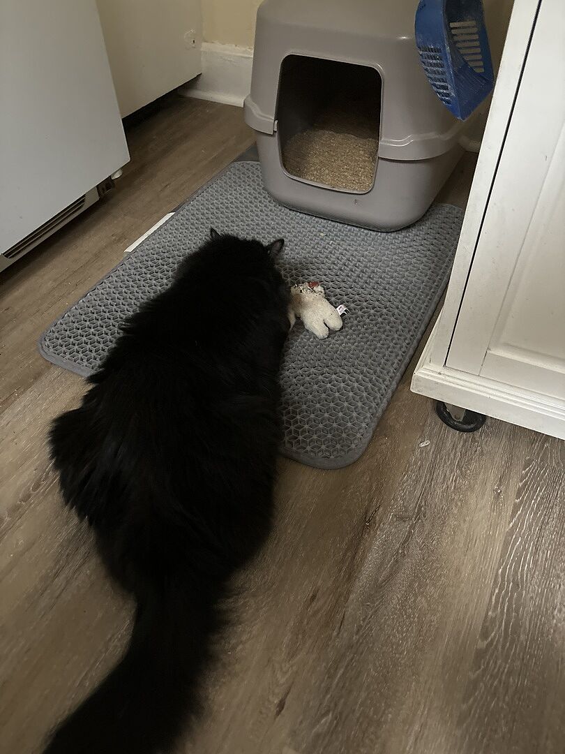 Plant-based cat litter that still clumps: what actually works